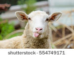 stock-photo-funny-sheep-portrait-of-sheep-showing-tongue-554749171